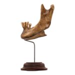 Real Human Partial Mandible – Antique
