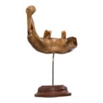 Real Human Partial Mandible – Antique