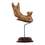 Real Human Partial Mandible – Antique