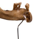 Real Human Partial Mandible – Antique