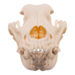 Real Domestic Dog Skull – Large Periodontal