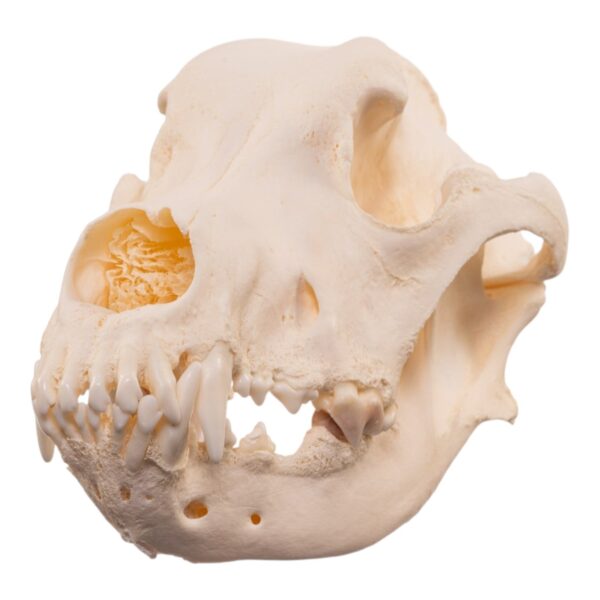 Real Domestic Dog Skull – Large Periodontal