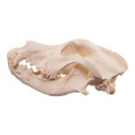 Real Domestic Dog Skull – Large Periodontal