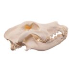 Real Domestic Dog Skull – Large Periodontal