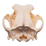 Real Domestic Dog Skull – Large Periodontal