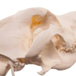 Real Domestic Dog Skull – Large Periodontal