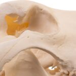 Real Domestic Dog Skull – Large Periodontal