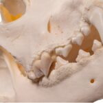 Real Domestic Dog Skull – Large Periodontal