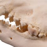 Real Domestic Dog Skull – Large Periodontal