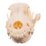 Real Domestic Dog Skull