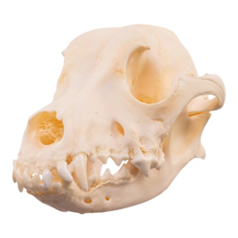 Real Domestic Dog Skull