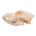 Real Domestic Dog Skull