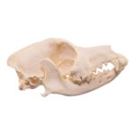 Real Domestic Dog Skull