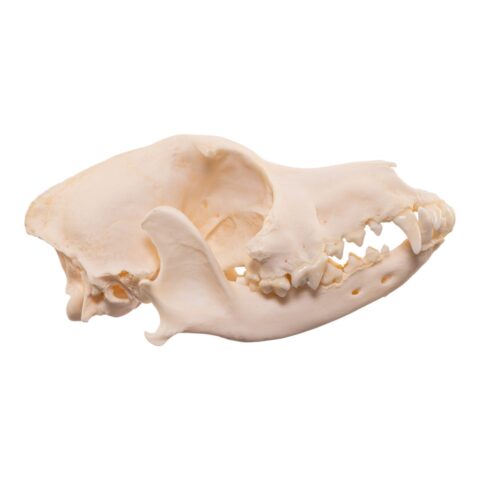 Real Domestic Dog Skull
