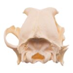 Real Domestic Dog Skull