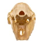 Replica Rock Hyrax Skull