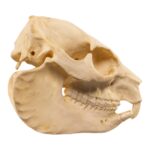 Replica Rock Hyrax Skull