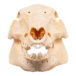 Real Adolescent Domestic Pig Skull