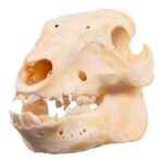 Real Adolescent Domestic Pig Skull