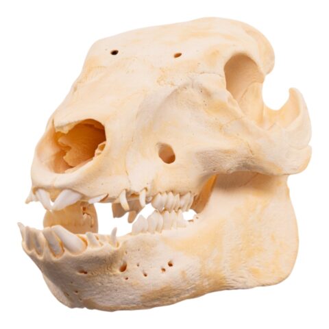 Real Adolescent Domestic Pig Skull