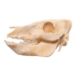Real Adolescent Domestic Pig Skull