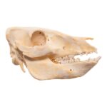 Real Adolescent Domestic Pig Skull