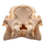 Real Adolescent Domestic Pig Skull