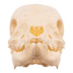 Real Juvenile Domestic Pig Skull