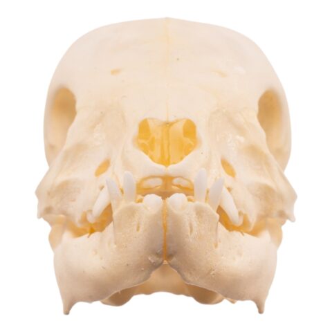 Real Juvenile Domestic Pig Skull