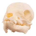 Real Juvenile Domestic Pig Skull