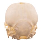 Real Juvenile Domestic Pig Skull