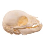 Real Juvenile Domestic Pig Skull