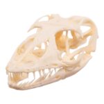 Real Monitor Lizard Skull