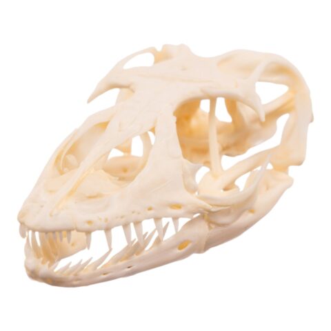 Real Monitor Lizard Skull