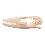 Real Monitor Lizard Skull