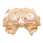 Real Monitor Lizard Skull