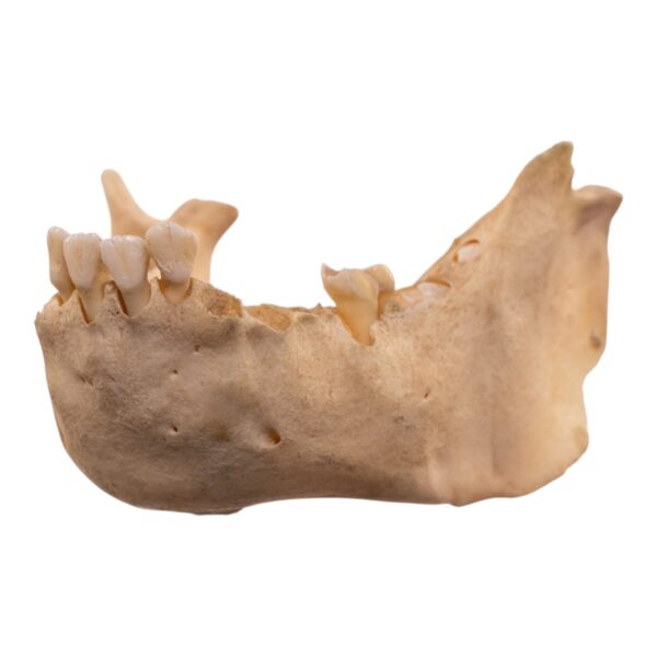 Real New World Monkey Mandible
