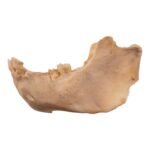 Real New World Monkey Mandible