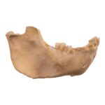 Real New World Monkey Mandible