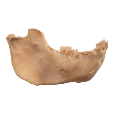 Real New World Monkey Mandible