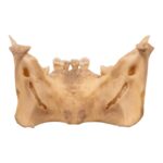 Real New World Monkey Mandible
