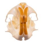 Real Northern Pocket Gopher Skull