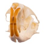 Real Northern Pocket Gopher Skull