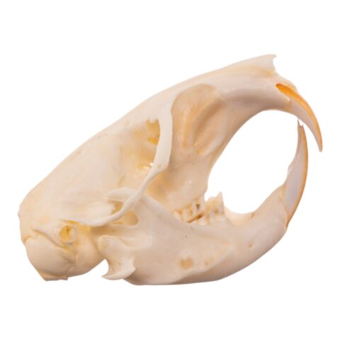 Real Northern Pocket Gopher Skull