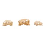 Real Assorted Reptile Skull Set