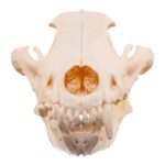 Real Wolf Skull