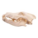 Real Wolf Skull