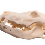 Real Wolf Skull