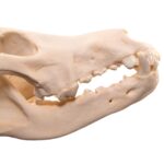 Real Wolf Skull