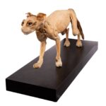 Real Plastinated Veterinary Domestic Cat Model on Stand